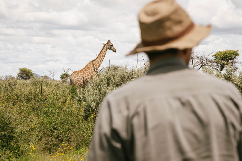 Sichtung einer Giraffe – Gast von Lodge in Namibia
