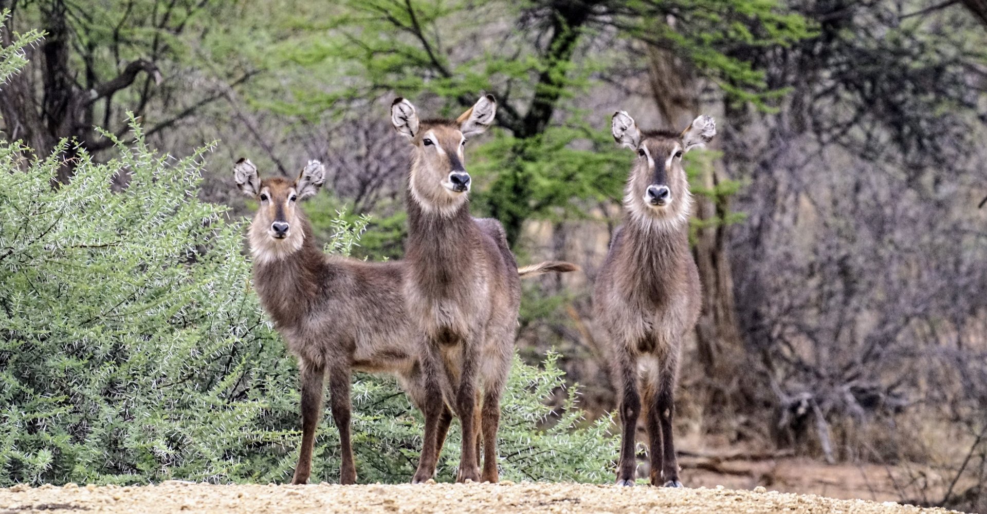 Waterbuk-Wasserbock-header