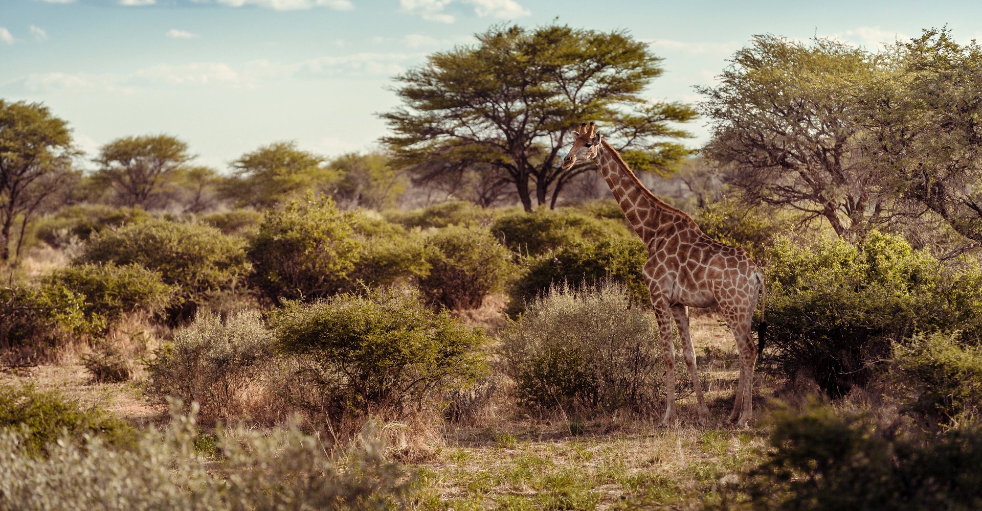 Giraffe-Header