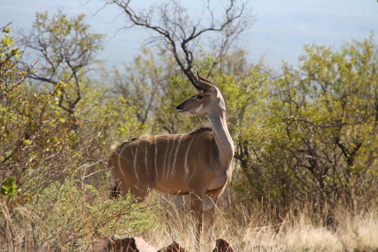 The Greater Kudu – a beautiful, majestic, and agile antelope | Kambaku