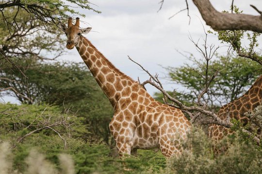 Safari Lodge & Camp in Namibia | Kambaku