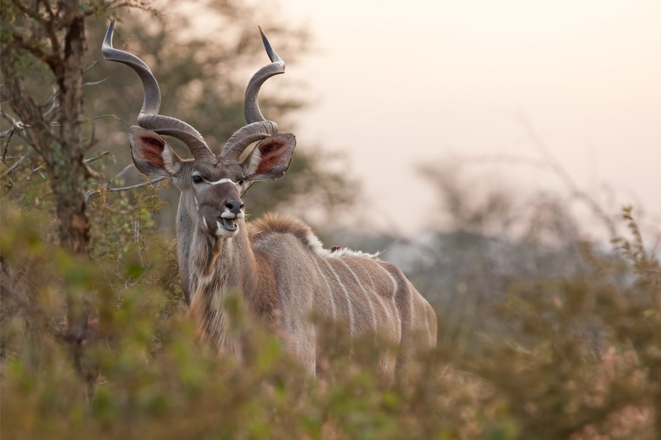 The Greater Kudu – a beautiful, majestic, and agile antelope | Kambaku