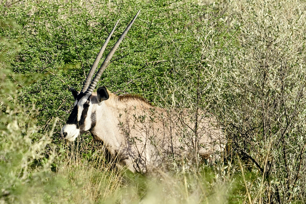 Kambaku-Oryx3